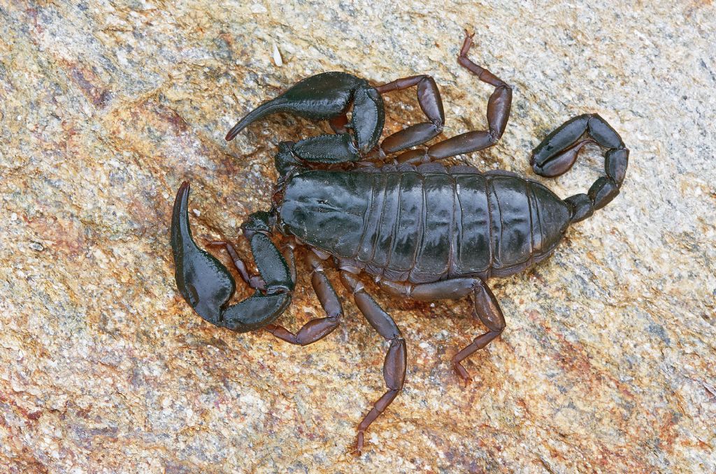 Euscorpius italicus?